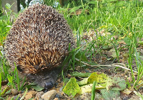 Morhof_Igel_Robitschko