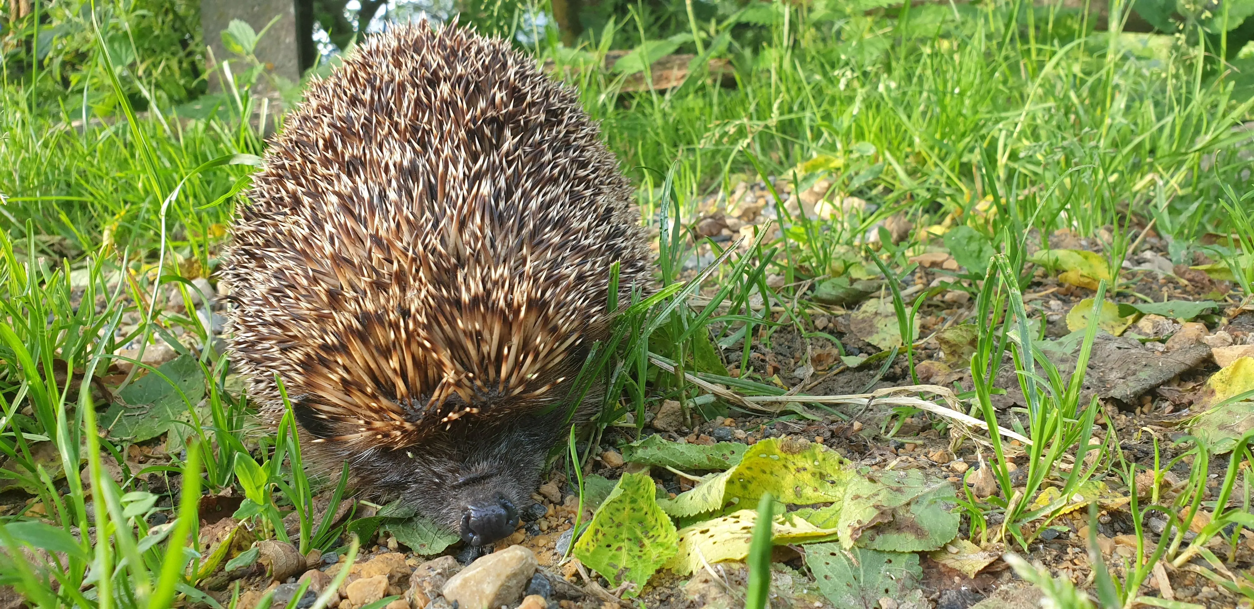 Morhof_Igel_Robitschko