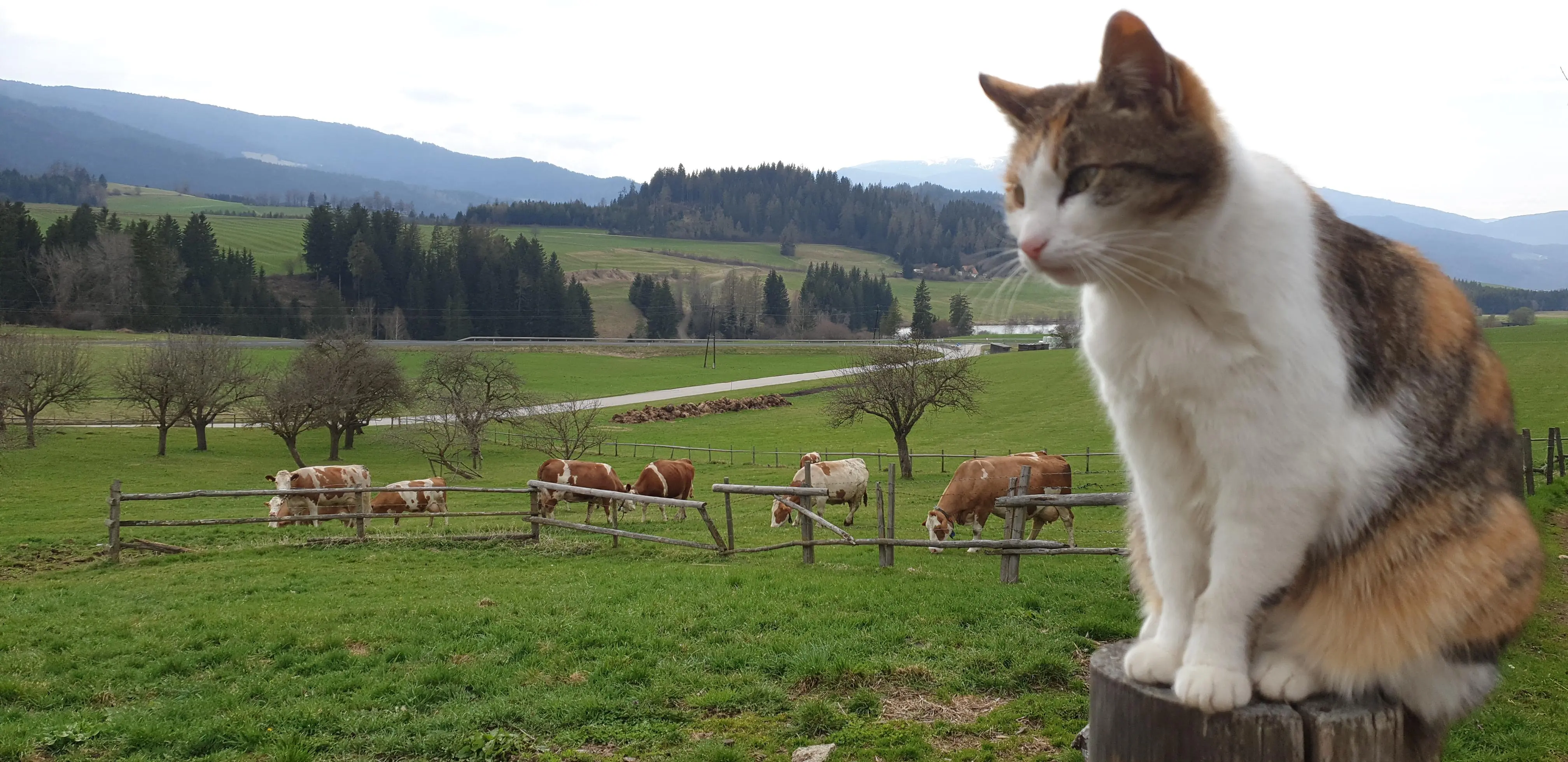 Morhof-KatzeundKuh-Robitschko