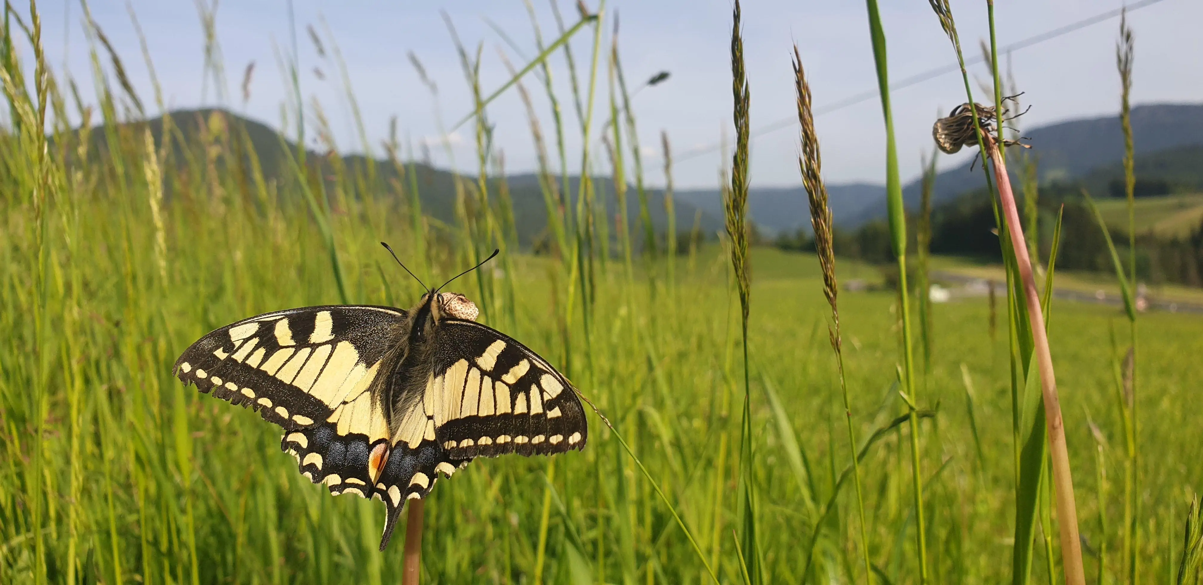 Morhof_Schmetterling_Robitschko