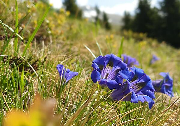 Morhof_Enzian_Robitschko