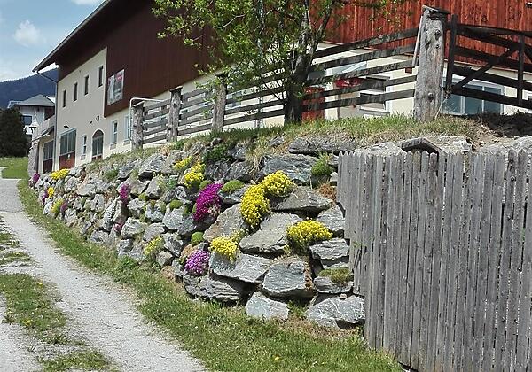 blühende Steinmauer beim Stall