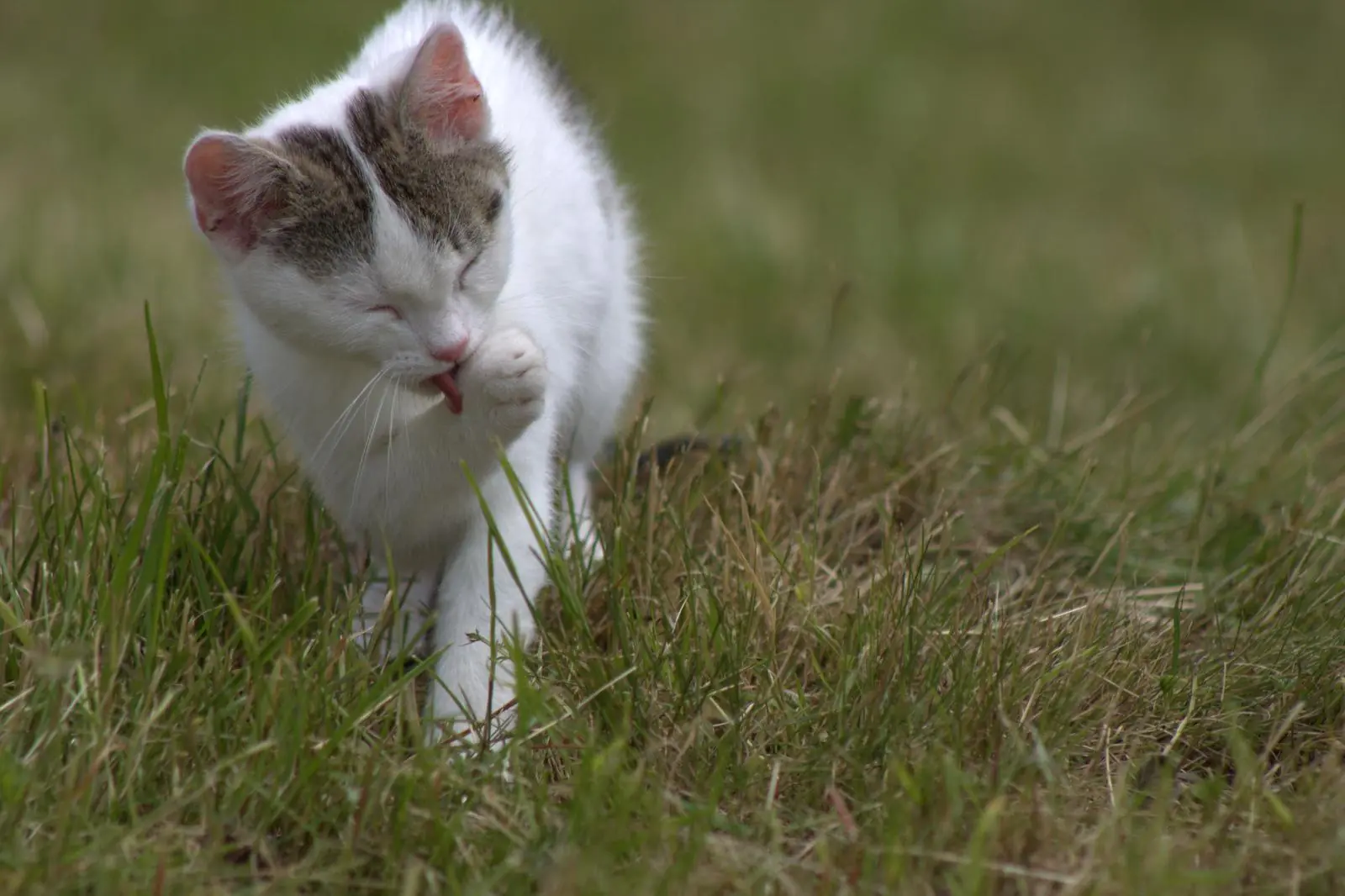 Süße Katzen