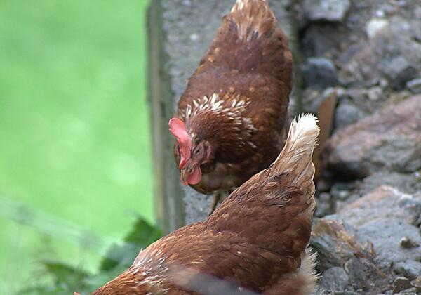 Unsere glücklichen Hühner