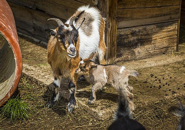 20190816_PrechtlhofAussen_086_klein