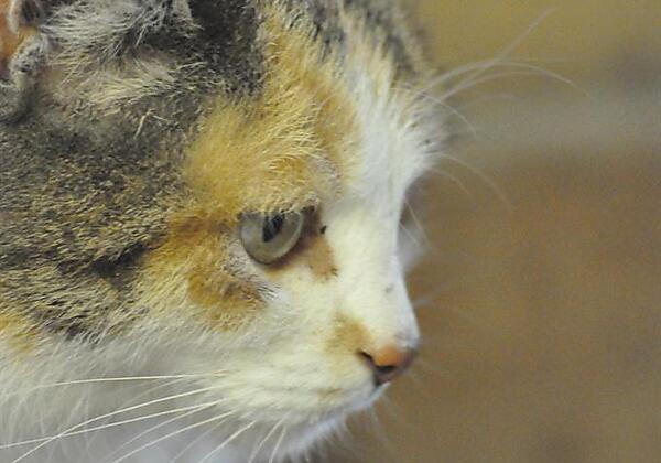 und schaut übern Zaun die Katz