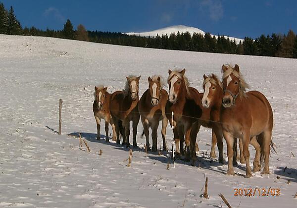 PferdeherdeWinter
