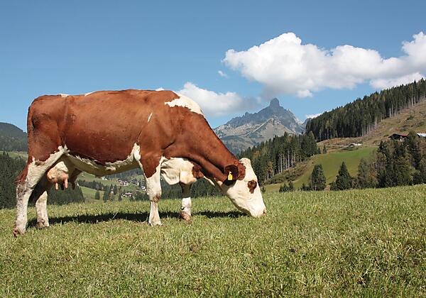 Kühe auf der Weide genießen bestes Futter