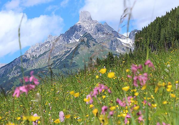 Bischofsmütze umrahmt von Blumenwiese