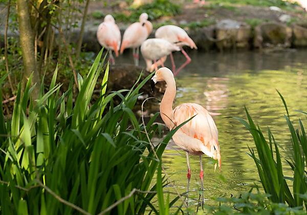 Flamingos in 5 Gehminuten