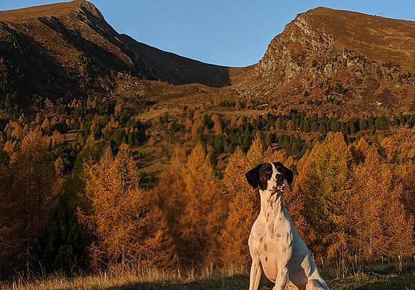 Hund Mücke vor dem Falkert Sechszirbenhütte