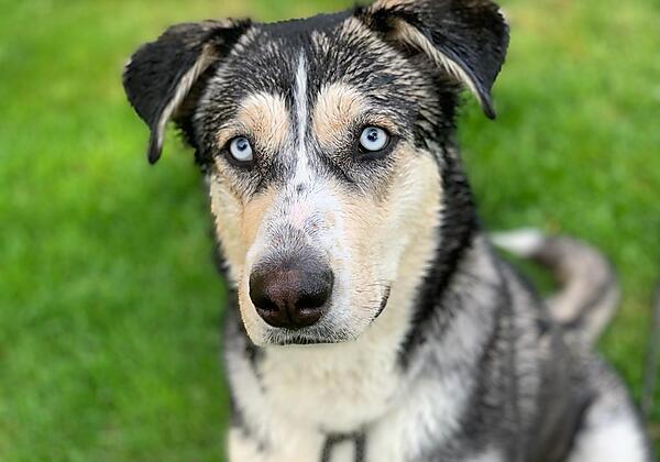 Unser Hofhund