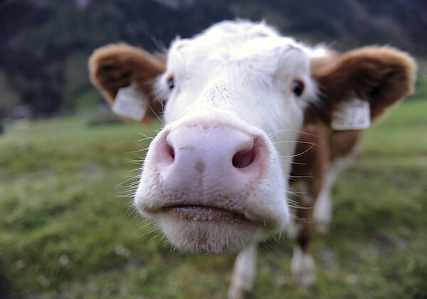 Unsere Kühe - immer neugierig