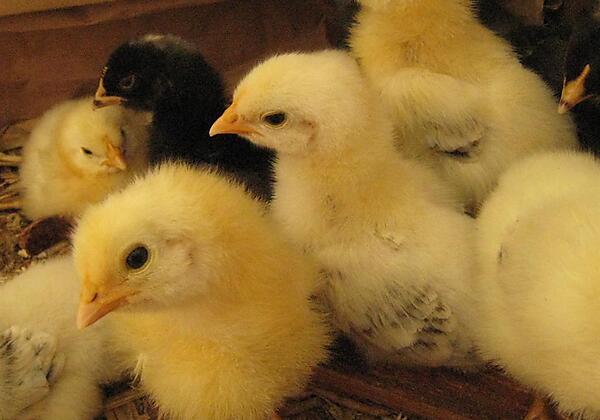 2013 06 Kücken Amrok+Sulmtaler 014