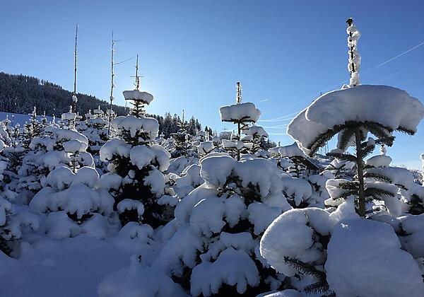 Verschneite Christbaumkultur am Tunelhof
