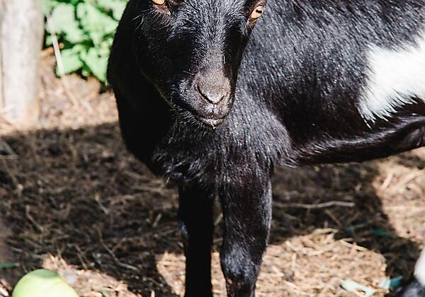 Ziege (2) für deskline verkleinert